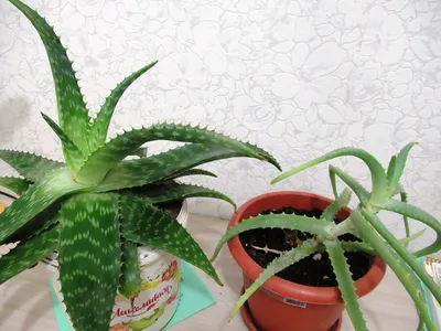 Искусственное растение Aloe 67 cm, Treez Collection | Home Concept