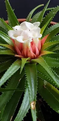 Отзыв о Комнатное растение Алоэ Вера | А вы видели, как цветёт Алоэ?