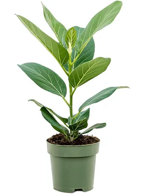 Фикус бенджамина переплетенный гигант высотой 130см в горшке (Ficus  benjamina exotica twist) купить с доставкой в СПб