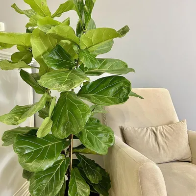 Фикус бенджамина переплетенный гигант высотой 130см в горшке (Ficus  benjamina exotica twist) купить с доставкой в СПб