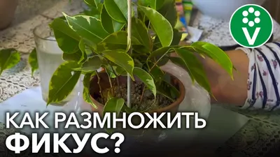 Уход за растением Фикус бенгальский Андрей