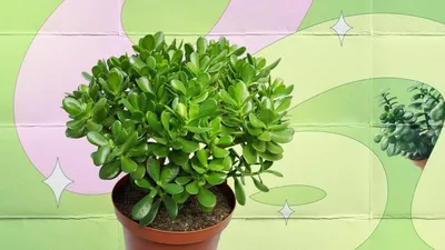 Фикус бенджамина переплетенный гигант высотой 130см в горшке (Ficus  benjamina exotica twist) купить с доставкой в СПб