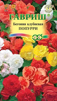 Бегония - «Изумительное растение. Уход, агротехника, посадка семян,  выращивание из клубней. Как заставить ее цвести и какой грунт выбрать? » |  отзывы