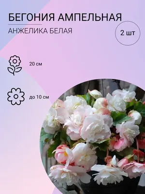 Бегония клубневая AmeriHybrid Picotee Lace Pink (розовый с каймой) 240 руб.  AGRO1369