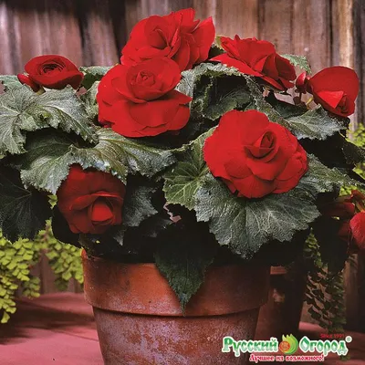 Бегония клубневая (Begonia x tuberhybrida) - Питомник роз