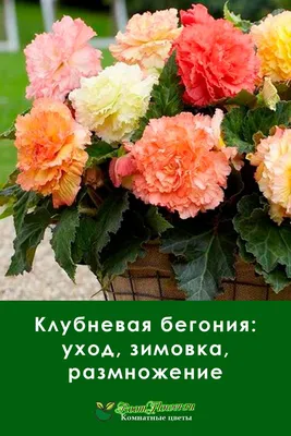 Бегония Махровая красная (2) из Луковичные и корневищные цветы 178руб.