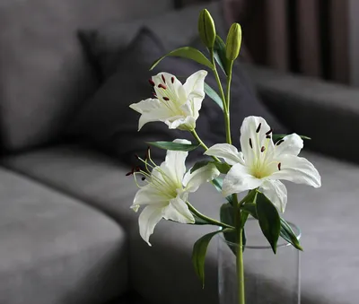 Белые лилии поштучно – цветы с доставкой в Брянске | Iris32