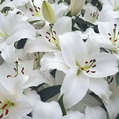Купить Букет 7 веток белой лилии R1502 в Москве, цена 3 850 руб.