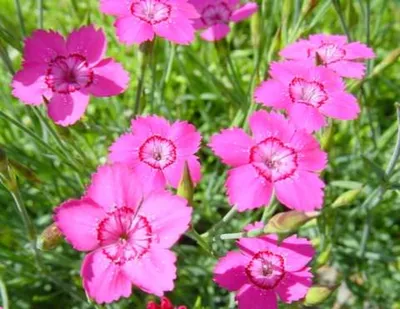 Цветы часики луговые - 64 фото