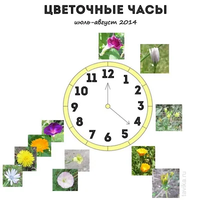 Часовая флористика: подборка изящных женских часов с цветочными мотивами в  бюджетном и не очень сегменте