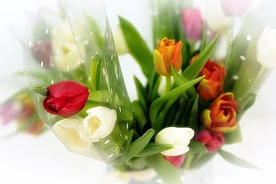 Выбор цветов на 8 марта - статьи интернет магазина «Букет лета».
