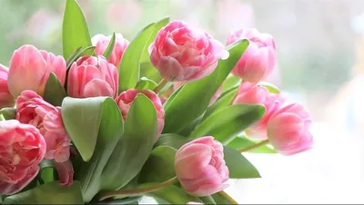 Ассоциация цветоводов сообщила о подорожании цветов в России перед 8 марта  - ПРАЙМ, 25.02.2023