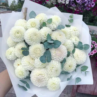19 белых георгин с эвкалиптом за 8 990 руб. | Бесплатная доставка цветов по  Москве