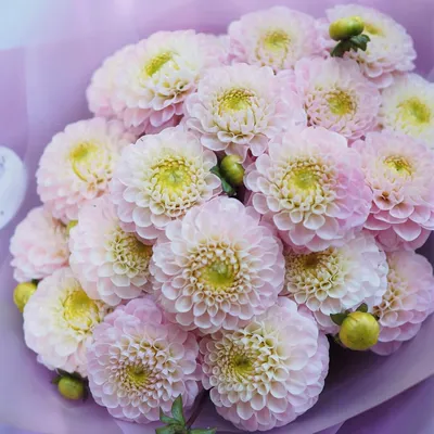 19 нежно-розовых георгин в букете за 8 990 руб. | Бесплатная доставка цветов  по Москве