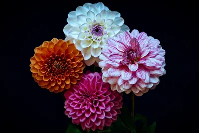 Цветы георгины необыкновенные …» — создано в Шедевруме