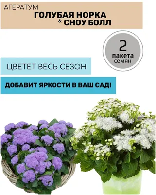 Семена цветов Агератум Поиск Голубая норка 0,1 г — цена в Оренбурге, купить  в интернет-магазине, характеристики и отзывы, фото