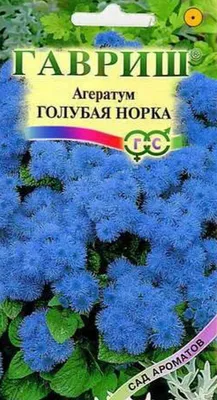 Отзыв о Семена цветов Агрофирма Поиск \"Агератум Голубая норка\" | \"Какова\"  красота! Чудо, в которое невозможно не влюбиться!