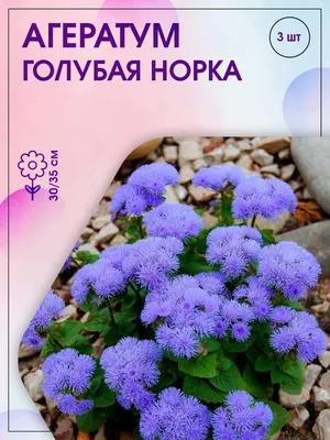 Семена агератум Русский огород Голубая норка 701100 1 уп. - купить в  Москве, цены на Мегамаркет