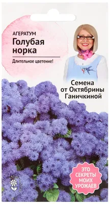 Агератум цветок: фото, описание, выращивание из семян и рассадой, посадка,  уход