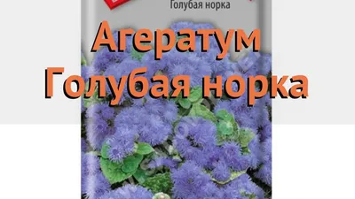 Стоит ли покупать Семена цветов Агератум \"Голубая норка\", О, 0,1 г.? Отзывы  на Яндекс Маркете