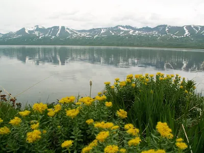 Цветы горного алтая фото фотографии