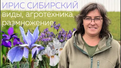 Лучшие сорта ирисов для посадки осенью-2020 - Matla Flowers