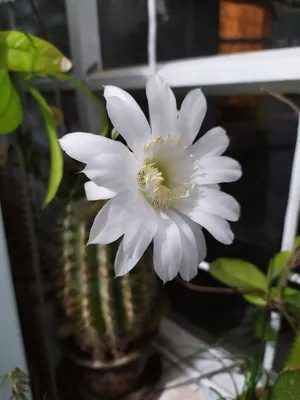 Цветок кактус уход в домашних условиях / какое освещение и полив для  кактусов / Geo Glass