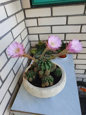 цветок кактуса стоковое изображение. изображение насчитывающей климат -  246003315