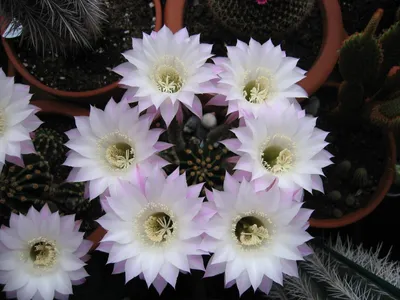 Бесплатные цветок кактуса стоковые фотографии | FreeImages