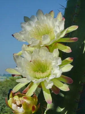 Ягоды кактуса Thelocactus setispinus. И цветы | Пикабу
