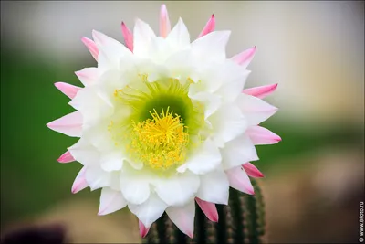 Архив цветы кактуса. Сорт эхинопсис. ✔️ 50 грн. ᐉ Кактусы в Днепре на  BON.ua 81665127
