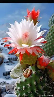 Картина на холсте \"Кактус, цветы кактуса, белые цветы\" 120x90 см. с  алюминиевым подвесом, в тубусе - купить по низкой цене в интернет-магазине  OZON (551897823)