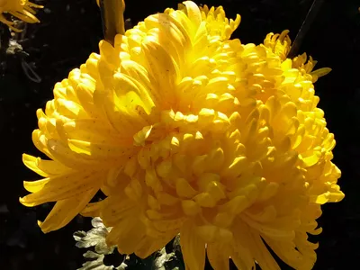 Цветы хризантемы фото фотографии