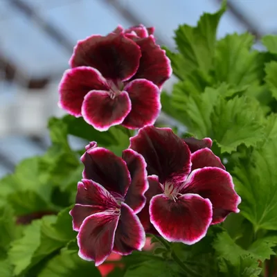 Королевская пеларгония: как сохранить красоту растения | Цветы в доме | Дзен