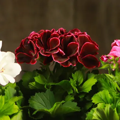 Цветы искусственные \"Герань королевская\" в Сургуте – купить по низкой цене  в интернет-магазине Леруа Мерлен