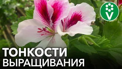 Королевская герань - та еще капризуля. | Виола Силакова | Дзен