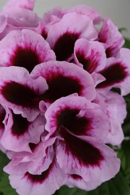 Пеларгония королевская - Botanic Craft | Цветы и растения в Хабаровске
