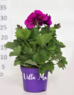 Цветы для вашего сада: пеларгония (герань) | Интернет-магазин Флорс ХМАО
