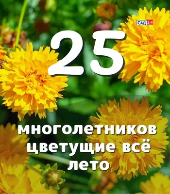 25 многолетних цветов цветущие все лето в вашем саду или даче