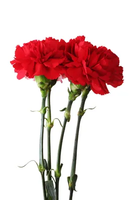 Цветы, венки, вазы на могилу. Первоуральск, Екатеринбург