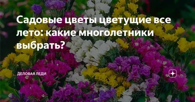 Садовые цветы цветущие все лето: какие многолетники выбрать? | Красота |  Мода | Здоровье | Дзен