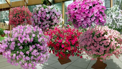 Семена цветов Петуния ампельная Балконная, О, 0,05 г купить по цене 54 ₽ в  интернет-магазине KazanExpress