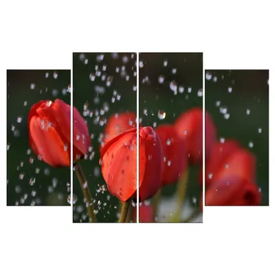Умиротворение дождевыми каплями на цветах