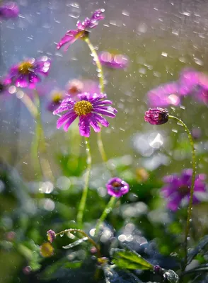 Цветы под дождем: мир в отражениях капель