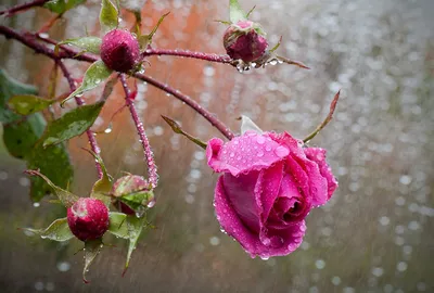 Живописные цветы в обрамлении дождевых струй