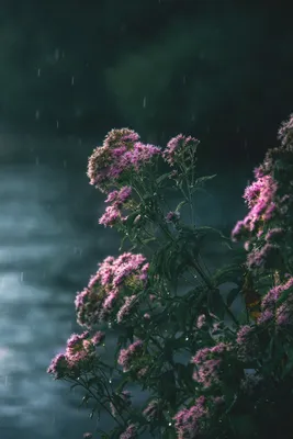 Волшебная симфония цветов под дождем