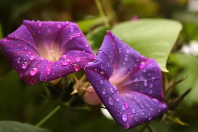 Вдохновительные цветы под дождем, ждут вас!