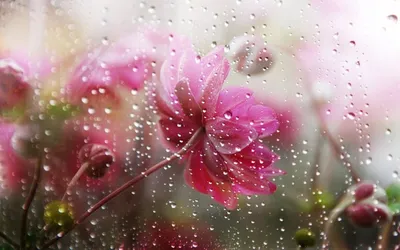 Выразительные цветы в романтическом дожде