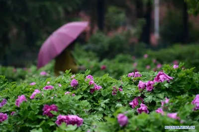 Фото цветов под дождем: природа и дождевые капли в идеальном танце