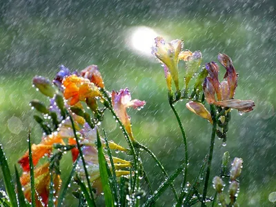Очарование дождевых зарисовок цветов